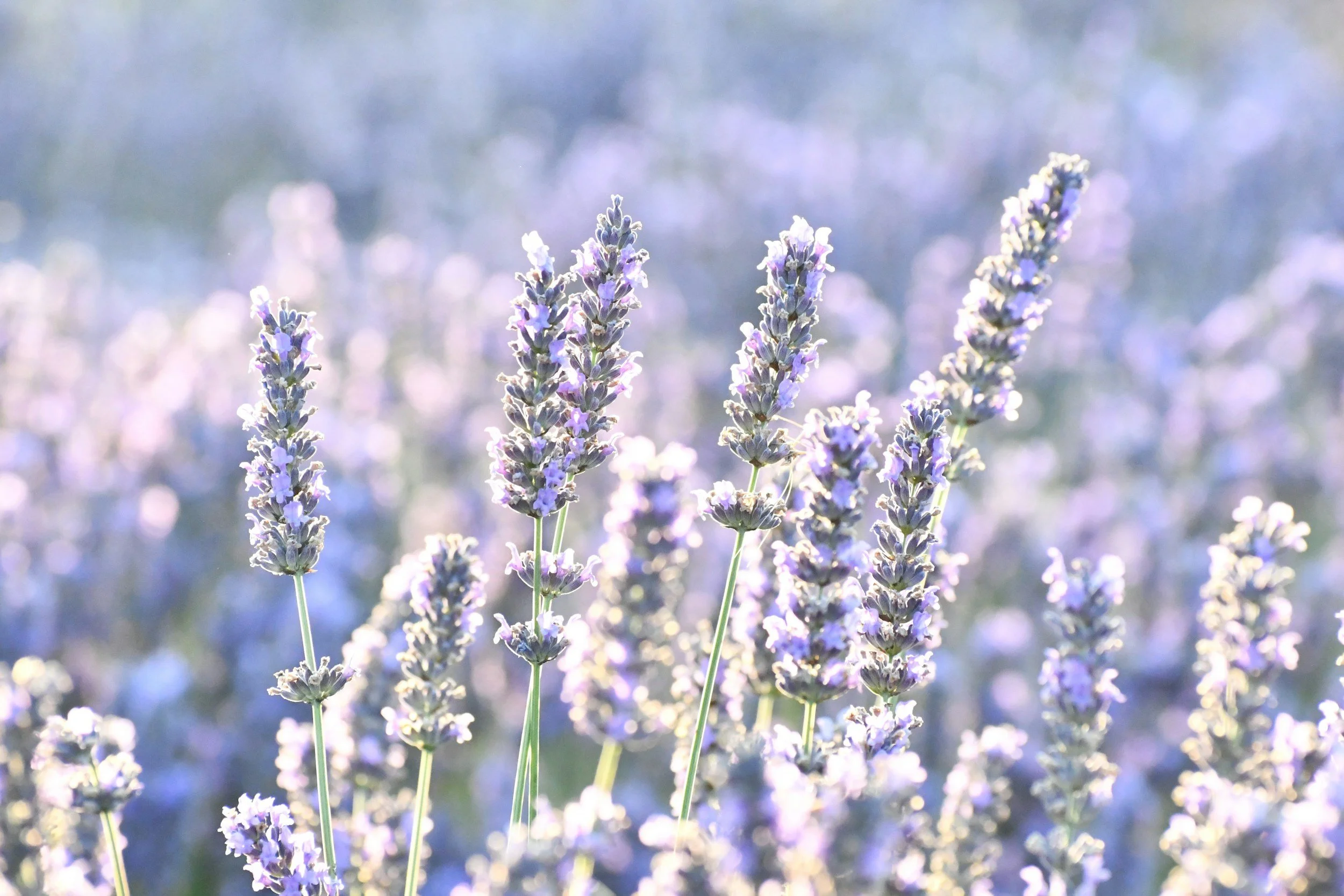 A field of lavender in soft evening light
